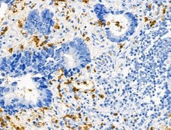 Invitrogen Phospho-RRAS (Tyr66) Polyclonal Antibody 100 &mu;L; Unconjugated:Antibodies,