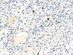 Invitrogen Phospho-RRAS (Tyr66) Polyclonal Antibody 100 &mu;L; Unconjugated:Antibodies,