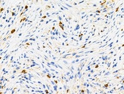 Invitrogen Phospho-RRAS (Tyr66) Polyclonal Antibody 100 &mu;L; Unconjugated:Antibodies,