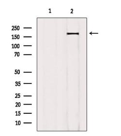 Invitrogen Phospho-TOP2A (Ser1337) Polyclonal Antibody 100 &mu;L; Unconjugated:Antibodies,