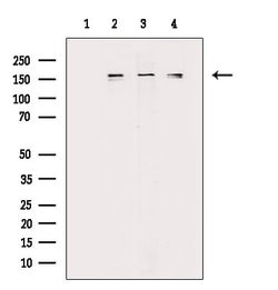 Invitrogen Phospho-TOP2A (Ser1337) Polyclonal Antibody 100 &mu;L; Unconjugated:Antibodies,