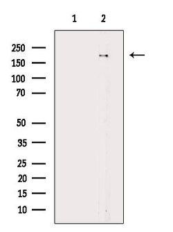 Invitrogen Phospho-TOP2A (Ser1337) Polyclonal Antibody 100 &mu;L; Unconjugated:Antibodies,
