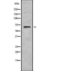 Invitrogen GPR50 Polyclonal Antibody 100 &mu;L | Buy Online | Invitrogen&trade; | Fisher Scientific