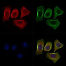 Invitrogen PTRF Polyclonal Antibody 100 &mu;L; Unconjugated:Antibodies,