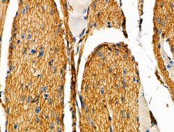 Invitrogen PTRF Polyclonal Antibody 100 &mu;L; Unconjugated:Antibodies,