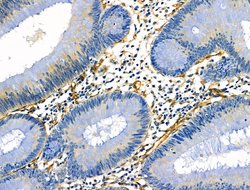 Invitrogen PTRF Polyclonal Antibody 100 &mu;L; Unconjugated:Antibodies,