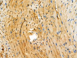 Invitrogen PTRF Polyclonal Antibody 100 &mu;L; Unconjugated:Antibodies,