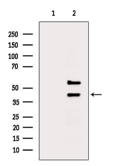 Invitrogen PTRF Polyclonal Antibody 100 &mu;L; Unconjugated:Antibodies,