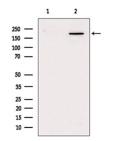 Invitrogen Myosin 4 Polyclonal Antibody 100 &mu;L | Buy Online | Invitrogen&trade; | Fisher Scientific