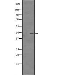 Invitrogen CREB3L3 Polyclonal Antibody 100 &mu;L; Unconjugated:Antibodies,