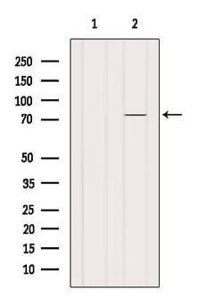 Invitrogen ZDHHC17 Polyclonal Antibody 100 &mu;L; Unconjugated:Antibodies,