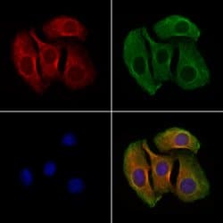 Invitrogen GPR27 Polyclonal Antibody 100 &mu;L | Buy Online | Invitrogen&trade; | Fisher Scientific