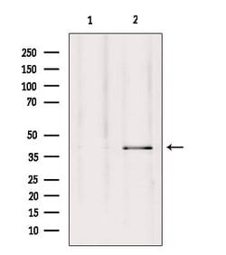 Invitrogen GPR27 Polyclonal Antibody 100 &mu;L | Buy Online | Invitrogen&trade; | Fisher Scientific