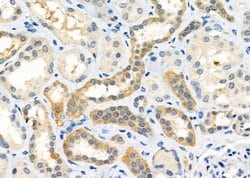 Invitrogen OXGR1 Polyclonal Antibody 100 &mu;L; Unconjugated:Antibodies,