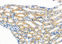 Invitrogen OXGR1 Polyclonal Antibody 100 &mu;L; Unconjugated:Antibodies,