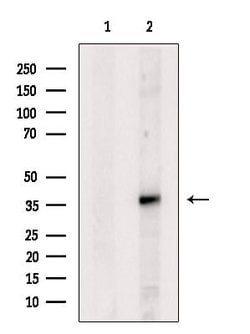 Invitrogen OXGR1 Polyclonal Antibody 100 &mu;L; Unconjugated:Antibodies,