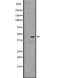 Invitrogen GPR87 Polyclonal Antibody 100 &mu;L; Unconjugated:Antibodies,