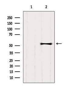 Invitrogen GPR89A Polyclonal Antibody 100 &mu;L; Unconjugated:Antibodies,