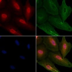 Invitrogen HnRNP Q Polyclonal Antibody 100 &mu;L; Unconjugated:Antibodies,