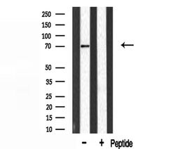 Invitrogen HnRNP Q Polyclonal Antibody 100 &mu;L; Unconjugated:Antibodies,