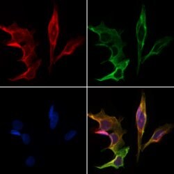 Invitrogen CKMT2 Polyclonal Antibody 100 &mu;L; Unconjugated:Antibodies,