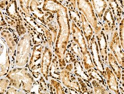 Invitrogen NFYA Polyclonal Antibody 100 &mu;L; Unconjugated:Antibodies,
