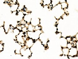 Invitrogen NFYA Polyclonal Antibody 100 &mu;L; Unconjugated:Antibodies,