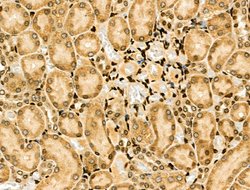 Invitrogen NFYA Polyclonal Antibody 100 &mu;L; Unconjugated:Antibodies,