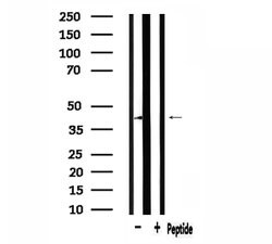 Invitrogen NFYA Polyclonal Antibody 100 &mu;L; Unconjugated:Antibodies,