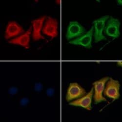 Invitrogen cGKII Polyclonal Antibody 100 &mu;L; Unconjugated:Antibodies,