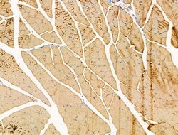 Invitrogen DOK4 Polyclonal Antibody 100 &mu;L | Buy Online | Invitrogen&trade; | Fisher Scientific