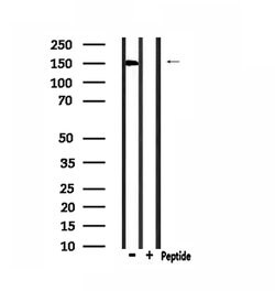 Invitrogen SLK Polyclonal Antibody 100 &mu;L | Buy Online | Invitrogen&trade; | Fisher Scientific