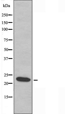 Invitrogen ASF1A Polyclonal Antibody 100 &mu;L; Unconjugated:Antibodies,