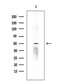 Invitrogen HTR2C Polyclonal Antibody 100 &mu;L; Unconjugated:Antibodies,