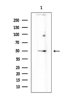 Invitrogen HTR2C Polyclonal Antibody 100 &mu;L; Unconjugated:Antibodies,