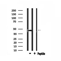 Invitrogen CADM4 Polyclonal Antibody 100 &mu;L; Unconjugated:Antibodies,