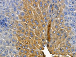Invitrogen CYP2E1 Polyclonal Antibody 100 &mu;L; Unconjugated:Antibodies,