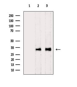 Invitrogen C1QBP Polyclonal Antibody 100 &mu;L | Buy Online | Invitrogen&trade; | Fisher Scientific