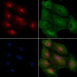 Invitrogen MED8 Polyclonal Antibody 100 &mu;L; Unconjugated:Antibodies,