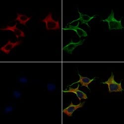 Invitrogen MRPS22 Polyclonal Antibody 100 &mu;L; Unconjugated:Antibodies,