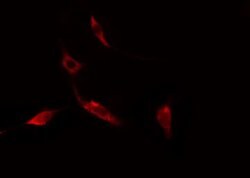 Septin-14 Polyclonal Antibody, Invitrogen 100 &mu;L | Buy Online | Invitrogen | Fisher Scientific