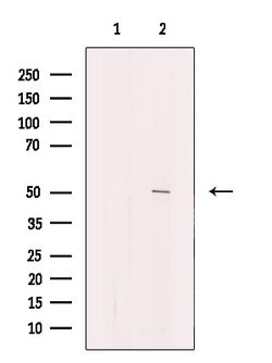 Septin-14 Polyclonal Antibody, Invitrogen 100 &mu;L | Buy Online | Invitrogen | Fisher Scientific