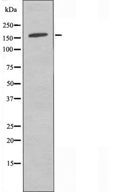 Invitrogen SOS2 Polyclonal Antibody 100 &mu;L; Unconjugated:Antibodies,