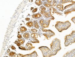 Invitrogen GIPR Polyclonal Antibody 100 &mu;L; Unconjugated:Antibodies,
