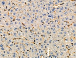 Invitrogen Arp3 Polyclonal Antibody 100 &mu;L; Unconjugated:Antibodies,