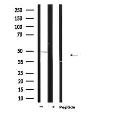 Invitrogen Arp3 Polyclonal Antibody 100 &mu;L; Unconjugated:Antibodies,