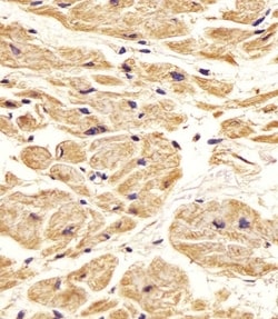 Invitrogen Nestin Polyclonal Antibody 400 &mu;L | Buy Online | Invitrogen&trade; | Fisher Scientific