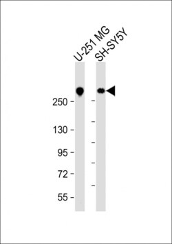 Invitrogen Nestin Polyclonal Antibody 400 &mu;L | Buy Online | Invitrogen&trade; | Fisher Scientific