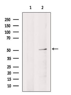 Invitrogen HSF2 Polyclonal Antibody 100 μL; Unconjugated:Antibodies,