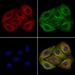 Invitrogen MFN1 Polyclonal Antibody 100 &mu;L; Unconjugated:Antibodies,